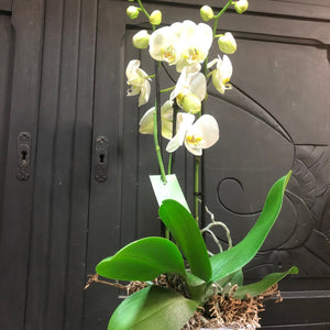 Orchidée avec un joli pot